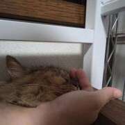 ヒメ日記 2025/09/16 21:13 投稿 ゆづき 山口下関ちゃんこ