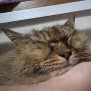 ヒメ日記 2025/09/20 12:53 投稿 ゆづき 山口下関ちゃんこ