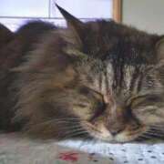 ヒメ日記 2025/10/04 11:35 投稿 ゆづき 山口下関ちゃんこ