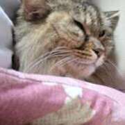 ヒメ日記 2025/10/10 09:04 投稿 ゆづき 山口下関ちゃんこ