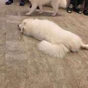 ヒメ日記 2025/10/26 21:14 投稿 ゆづき 山口下関ちゃんこ