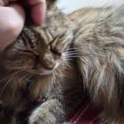 ヒメ日記 2025/11/24 06:14 投稿 ゆづき 山口下関ちゃんこ