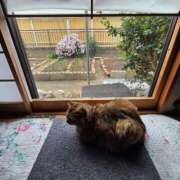 ヒメ日記 2025/11/29 12:54 投稿 ゆづき 山口下関ちゃんこ