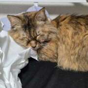 ヒメ日記 2025/12/01 11:44 投稿 ゆづき 山口下関ちゃんこ