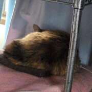 ヒメ日記 2026/03/25 23:34 投稿 ゆづき 山口下関ちゃんこ