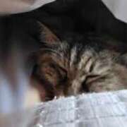 ヒメ日記 2026/03/26 21:36 投稿 ゆづき 山口下関ちゃんこ