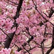 ヒメ日記 2026/03/18 18:12 投稿 ひまり 花夫人