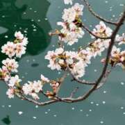 ヒメ日記 2026/03/28 19:40 投稿 一色すず なめこ治療院（横浜ハレ系）