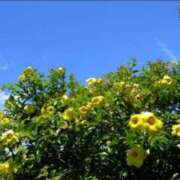 ヒメ日記 2025/08/18 19:16 投稿 倉木咲(くらきはな) 五十路マダムエクスプレス厚木店(カサブランカグループ)