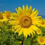 ヒメ日記 2025/08/24 10:34 投稿 倉木咲(くらきはな) 五十路マダムエクスプレス厚木店(カサブランカグループ)