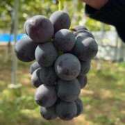 りな 🍇 コンカフェ＆オナクラ ちいかの！池袋店