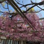 ヒメ日記 2026/06/13 12:05 投稿 椎名　みゆ CUORE(クオレ)