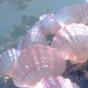 ヒメ日記 2025/08/11 12:00 投稿 あき 西川口マーメイド