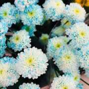 ヒメ日記 2025/09/16 10:00 投稿 まみ 取手人妻快速