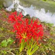 ヒメ日記 2025/09/23 12:06 投稿 まみ 取手人妻快速