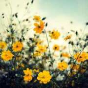 ヒメ日記 2025/07/10 13:08 投稿 みほ 取手人妻快速