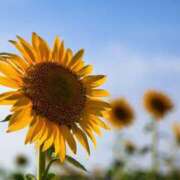 ヒメ日記 2025/09/16 12:39 投稿 さき 取手人妻快速