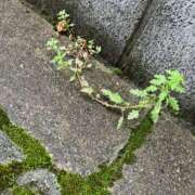 ヒメ日記 2025/10/15 12:03 投稿 さき 取手人妻快速