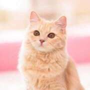 しずく 本日も 熟女の風俗最終章 沼津店