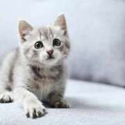 しずく 出勤します 熟女の風俗最終章 沼津店