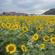 ヒメ日記 2025/09/25 09:42 投稿 ひまわり アイドルチェッキーナ本店