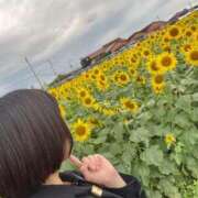 ヒメ日記 2025/09/29 14:52 投稿 ひまわり アイドルチェッキーナ本店