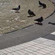 ヒメ日記 2025/08/29 12:45 投稿 ききょう シークレットタッチ