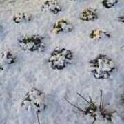 ヒメ日記 2026/01/07 23:02 投稿 ききょう シークレットタッチ