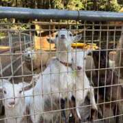 ヒメ日記 2026/01/17 07:01 投稿 如月もな ラブアイドル