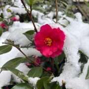 りん ハッピーバレンタイン♡ MASK（マスク）