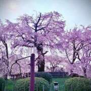 音無咲彩 🍀今日の思い出🌸 ゴールドクイーン(雄琴)