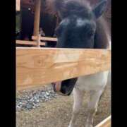 ヒメ日記 2025/10/14 12:40 投稿 夏目叶夢 ゴールドクイーン