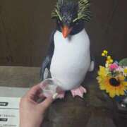 ヒメ日記 2025/08/30 09:23 投稿 愛蝶エレン ゴールドクイーン