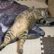 ヒメ日記 2025/08/30 09:53 投稿 愛蝶エレン ゴールドクイーン