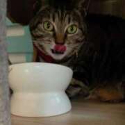 ヒメ日記 2026/02/15 12:25 投稿 愛蝶エレン ゴールドクイーン