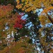 ヒメ日記 2025/11/21 06:40 投稿 紗々原ゆめ ゴールドクイーン