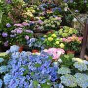 ヒメ日記 2025/07/17 09:00 投稿 山本梨々香 ゴールドクイーン