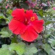 ヒメ日記 2025/12/29 09:01 投稿 山本梨々香 ゴールドクイーン