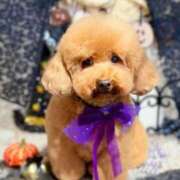 ヒメ日記 2025/10/28 12:10 投稿 及川真琴 ゴールドクイーン