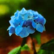 ヒメ日記 2025/07/02 07:30 投稿 水城魅艶 ゴールドクイーン