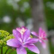 ヒメ日記 2025/07/02 17:20 投稿 水城魅艶 ゴールドクイーン