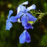 ヒメ日記 2025/09/23 08:38 投稿 水城魅艶 ゴールドクイーン