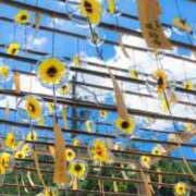 ヒメ日記 2025/09/26 08:25 投稿 水城魅艶 ゴールドクイーン