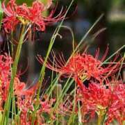 ヒメ日記 2025/10/24 13:00 投稿 水城魅艶 ゴールドクイーン