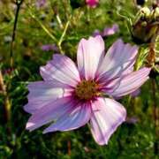 ヒメ日記 2025/12/09 18:10 投稿 水城魅艶 ゴールドクイーン