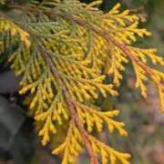 ヒメ日記 2026/01/21 15:57 投稿 水城魅艶 ゴールドクイーン