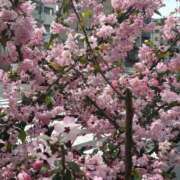 ヒメ日記 2026/04/06 14:00 投稿 みすず 千葉人妻花壇