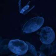 ヒメ日記 2025/07/02 00:14 投稿 高田　かなた NADIA神戸店