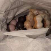 ヒメ日記 2025/11/05 18:52 投稿 ふゆ あげまん 梅田店