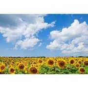 ヒメ日記 2025/07/02 13:13 投稿 もえ あげまん 梅田店